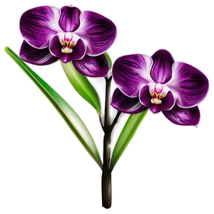 Orchid Illustration Png 66 PNG image