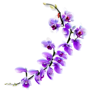 Orchid Illustration PNG Ksx73