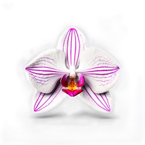 Orchid Illustration Png Mmo PNG image