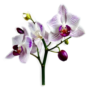 "orchid Opulence: Luxurious Flower PNG" A