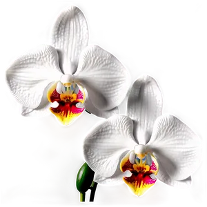 "orchid Opulence: Luxurious Flower PNG" B