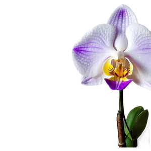 "orchid Opulence: Luxurious Flower PNG" D