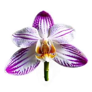 Orchid Petal Png 05242024 PNG image