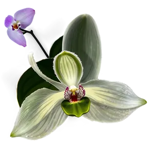 Orchid Petal Png Coh PNG image