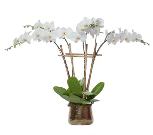 Orchid Plantin Decorative Planter PNG image