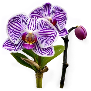 Orchid Purple PNG Ijw75