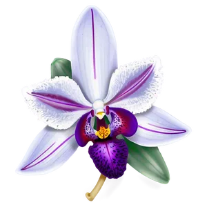 Orchid Purple PNG Rcn