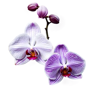 Orchid Purple PNG Svk14