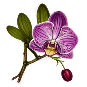 Orchid Sketch PNG 05242024 PNG