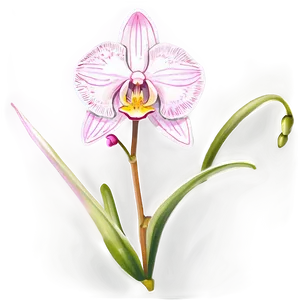 Orchid Sketch PNG Rbm43 PNG