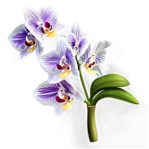 Orchid Spray PNG 05242024 PNG