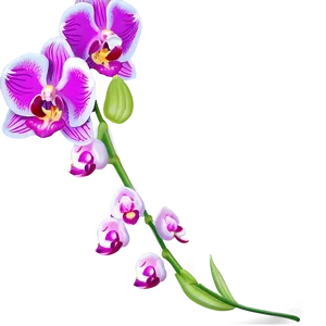 Orchid Spray PNG 05242024 PNG