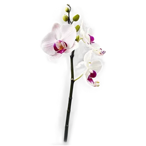 Orchid Spray PNG Sbq23 PNG