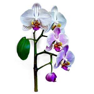 Orchid Stem PNG 05242024