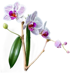 Orchid Stem PNG 05242024