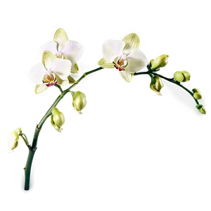 Orchid Stem PNG 05242024