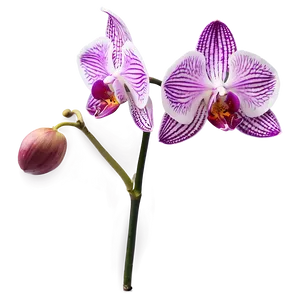 Orchid Stem PNG 90