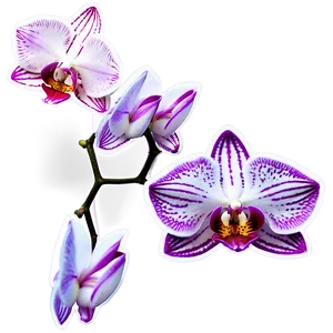 Orchid Sticker Image Png 06272024 PNG image