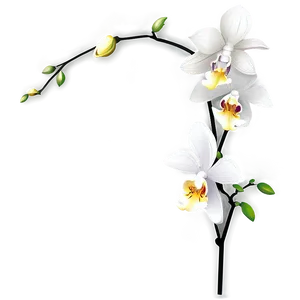 Orchid Vector PNG Ahi33