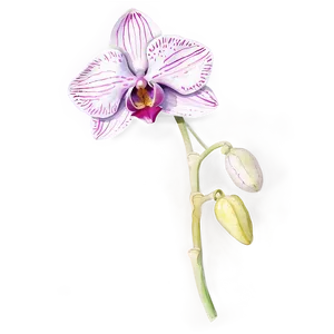 Orchid Watercolor Drawing Png Awy PNG image