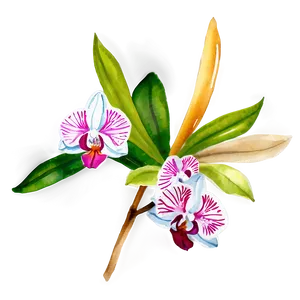 Orchid Watercolor PNG 05242024