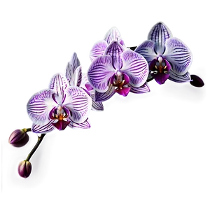 Orchid Watercolor PNG 05242024