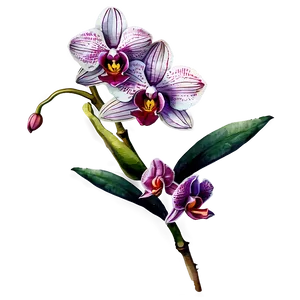 Orchid Watercolor PNG Iwp85