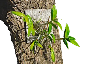 Orchidon Tree Bark PNG