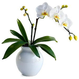 Orchids In Vase Png 06272024 PNG image