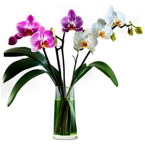 Orchids In Vase Png Geu24 PNG image