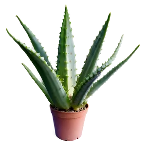 Organic Aloe Vera Plant Png Vbe95 PNG image