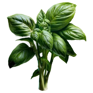 Organic Basil Herb PNG Fuc PNG