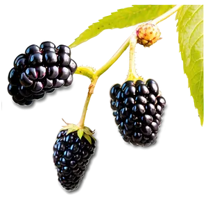 Organic Blackberry PNG 05232024