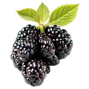Organic Blackberry PNG 41 PNG