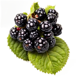 Organic Blackberry PNG Gms PNG
