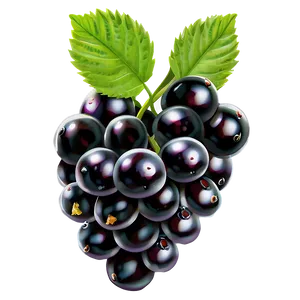 Organic Blackberry PNG Sqx PNG