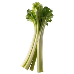 Organic Celery Stick PNG 78 PNG