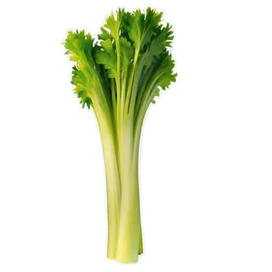 Organic Celery Stick PNG 84 PNG