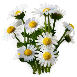 Organic Chamomile Flowers Png 60 PNG image