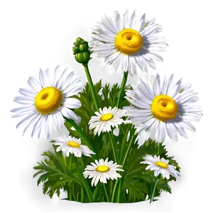Organic Chamomile Flowers PNG 99