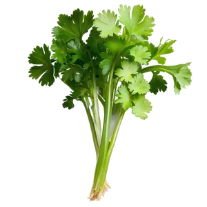 Organic Cilantro Png Ree72 PNG image