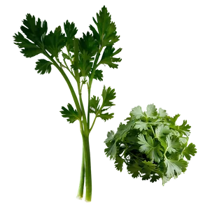 Organic Cilantro Png Uos71 PNG image