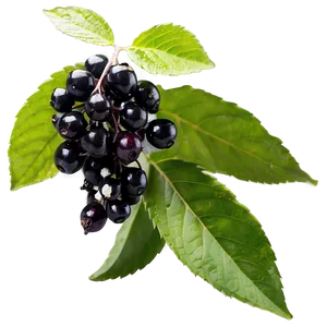 Organic Elderberry PNG 06252024