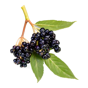 Organic Elderberry Png 06252024 PNG image