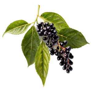 Organic Elderberry Png 63 PNG image