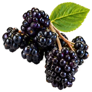 Organic Elderberry PNG 87