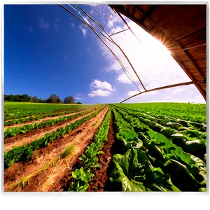 Organic Farm Field PNG Odi