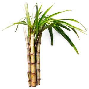 Organic Farm Fresh Sugarcane PNG 94 PNG