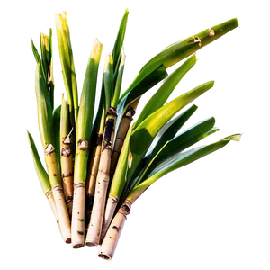 Organic Farm Fresh Sugarcane PNG Liw