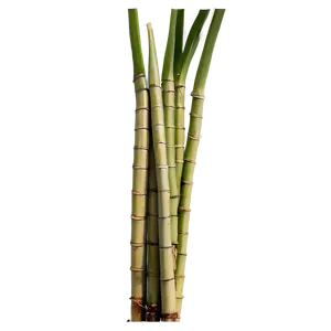 Organic Farm Fresh Sugarcane PNG Upr PNG